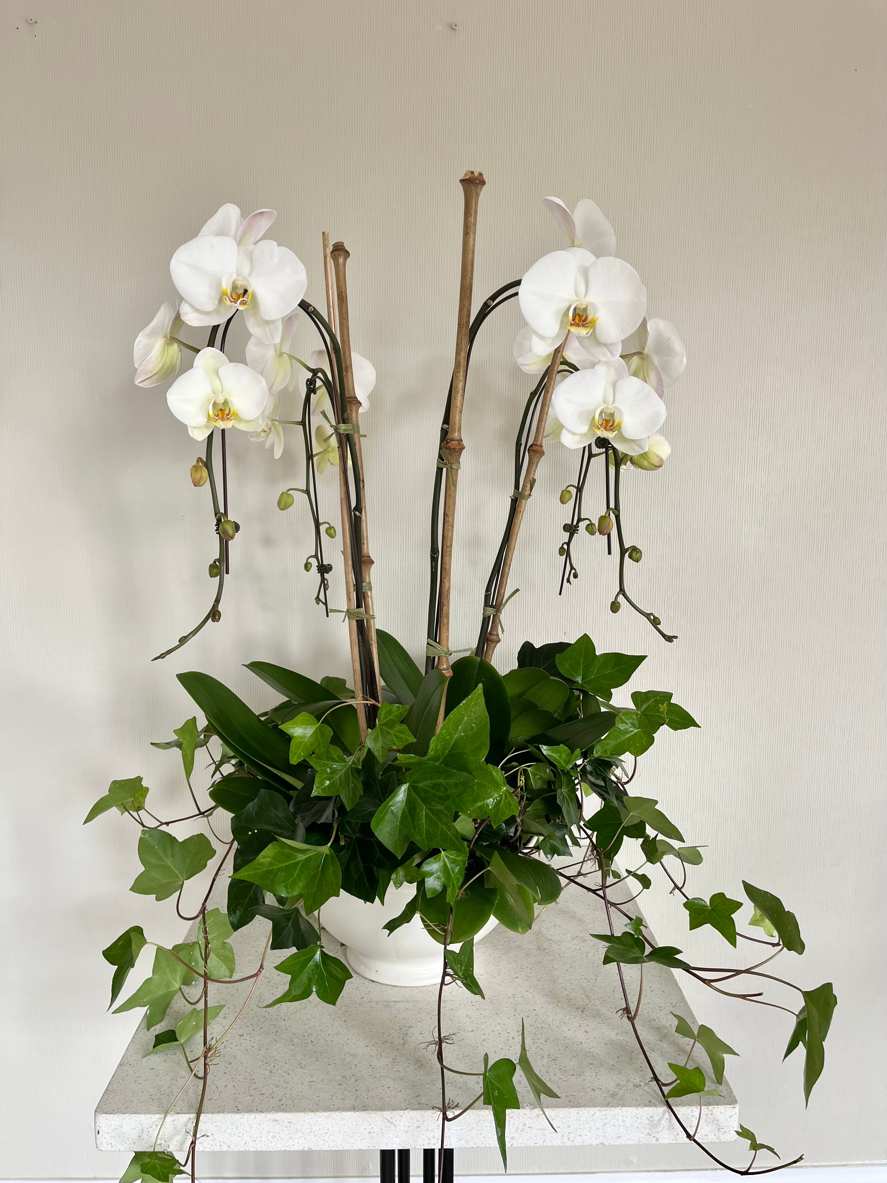 Orchid Planter