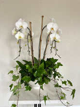 Load image into Gallery viewer, Orchid Planter