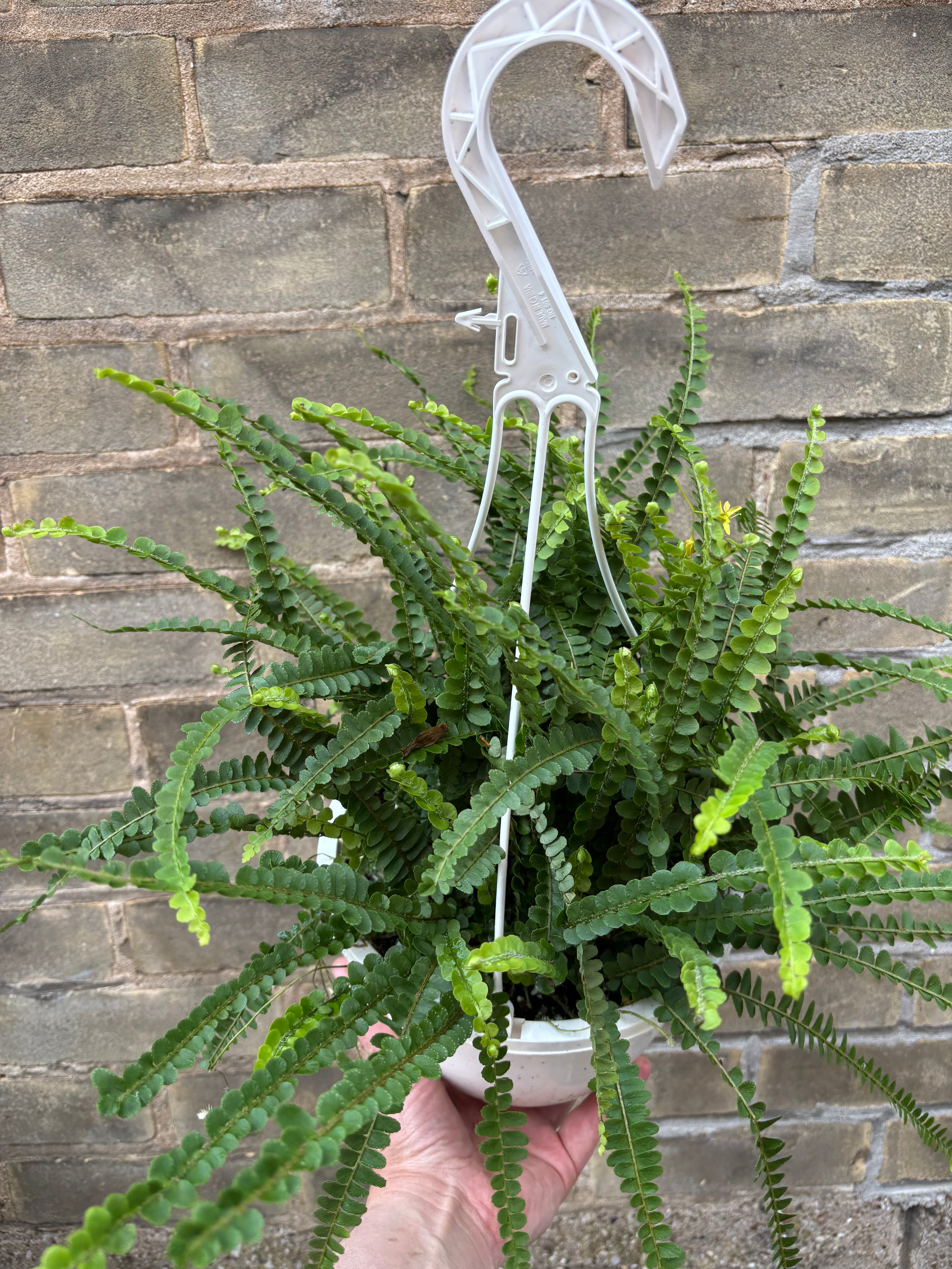 Lemon Button Fern