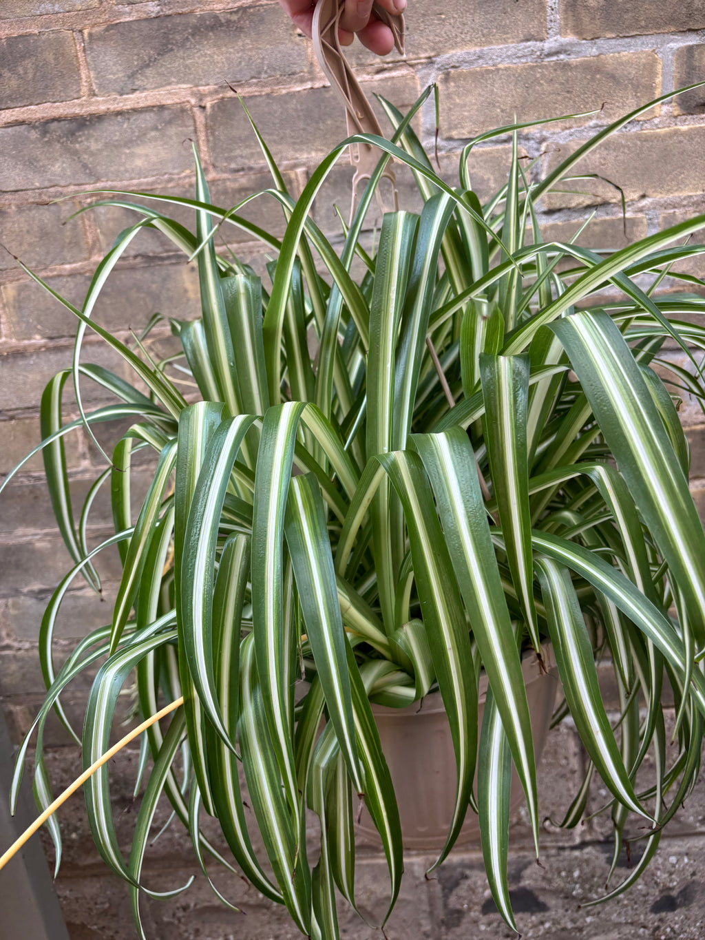 Spider Plant