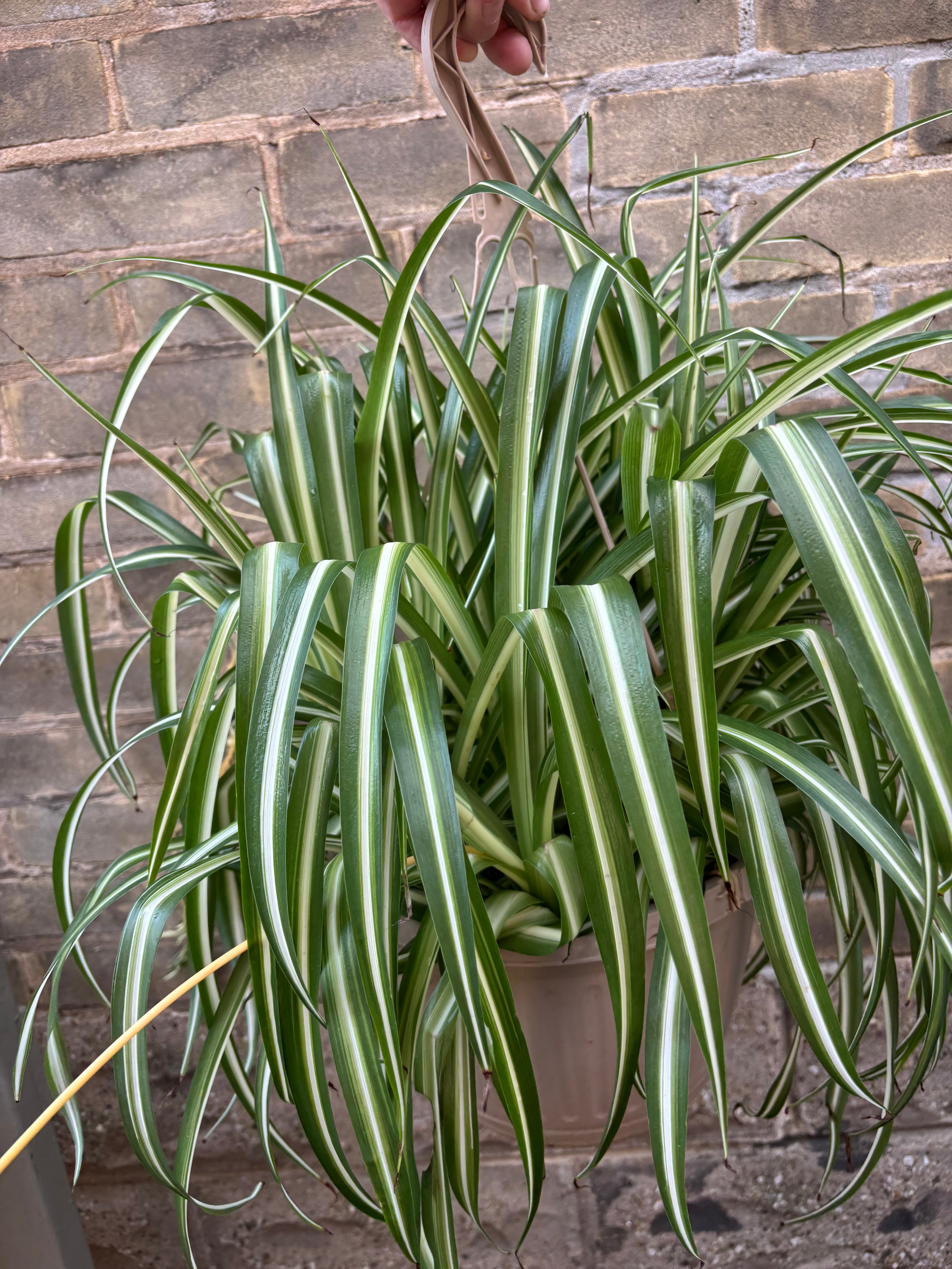 Spider Plant