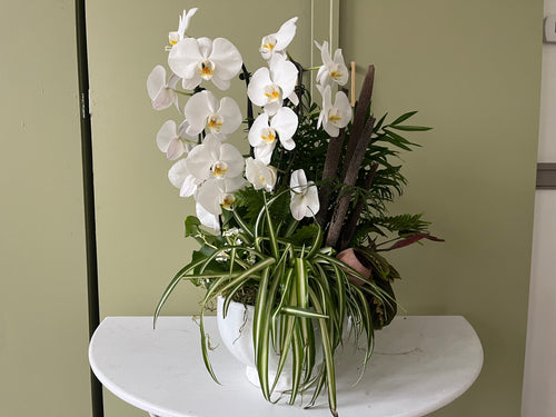 Orchid Garden