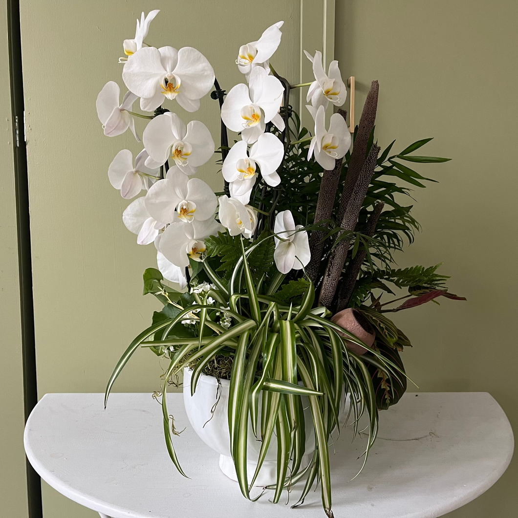 Orchid Garden
