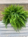 Jumbo Boston Fern