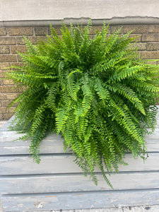 Jumbo Boston Fern