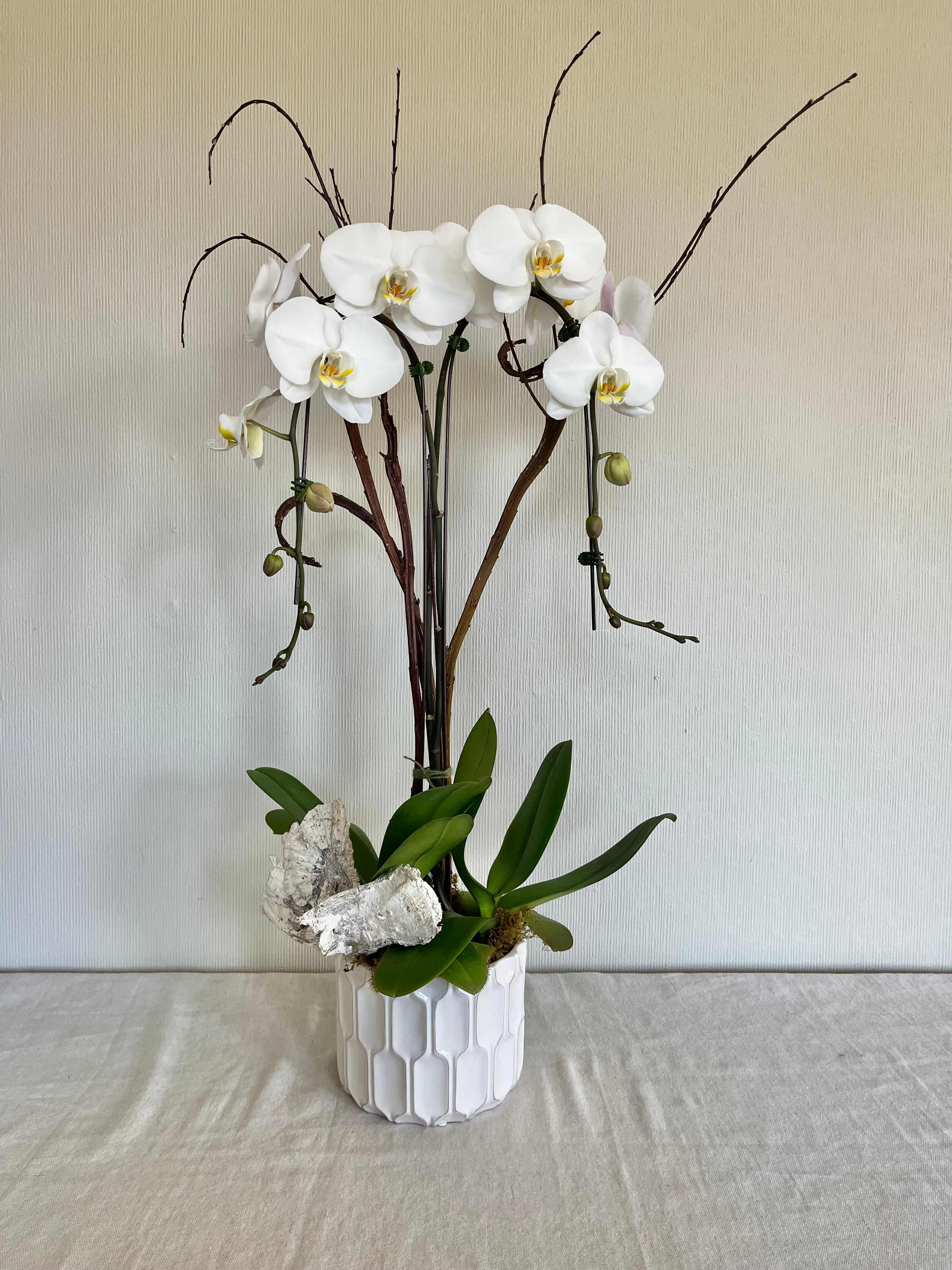 Orchid Planter