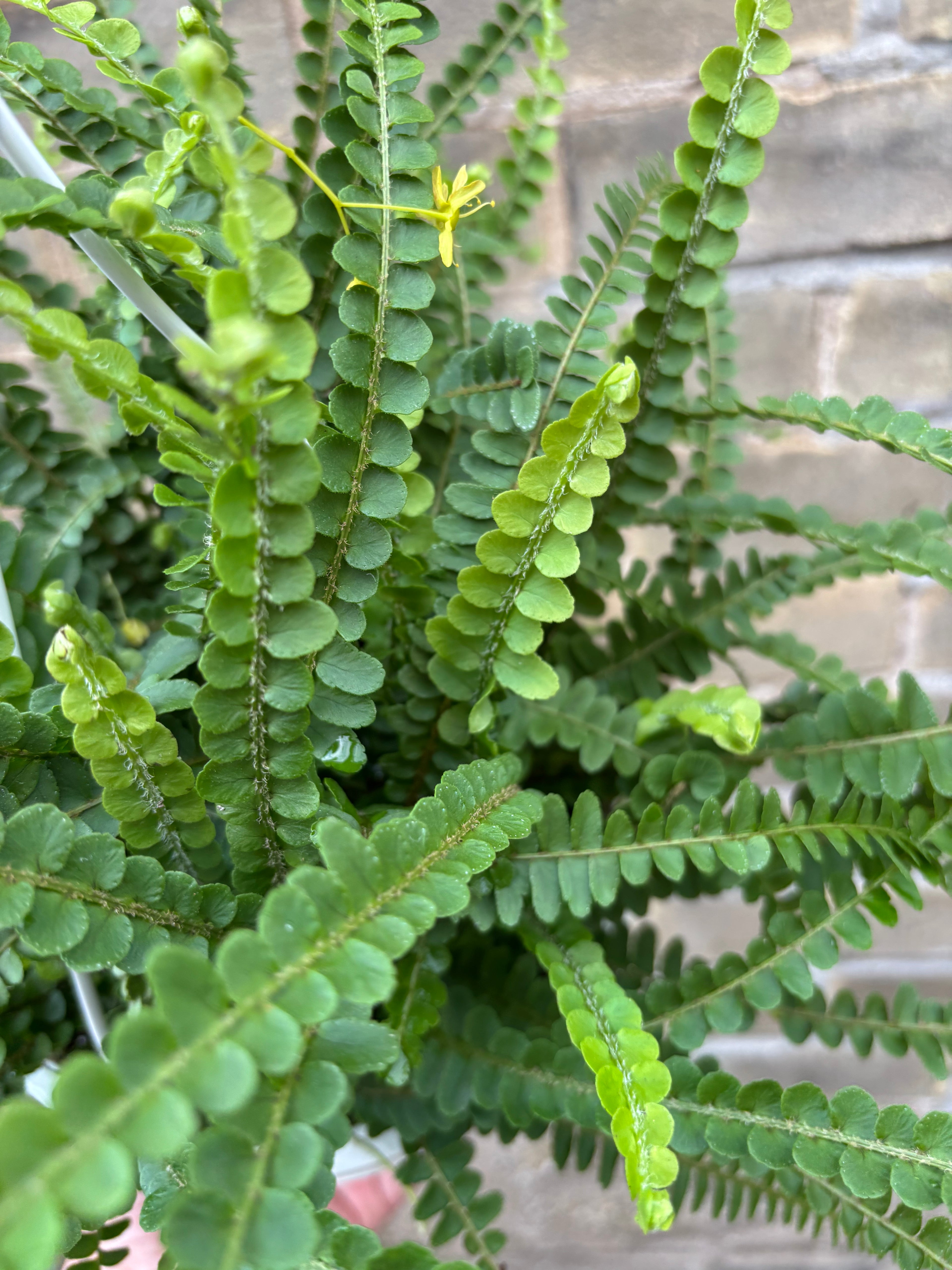 Lemon Button Fern