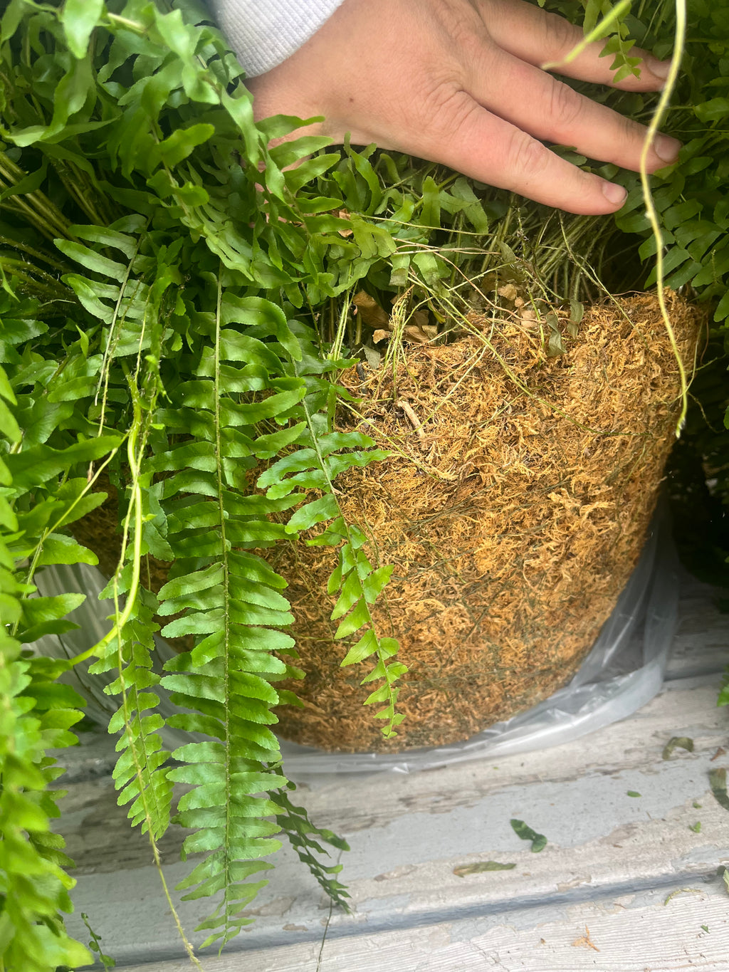 Jumbo Boston Fern