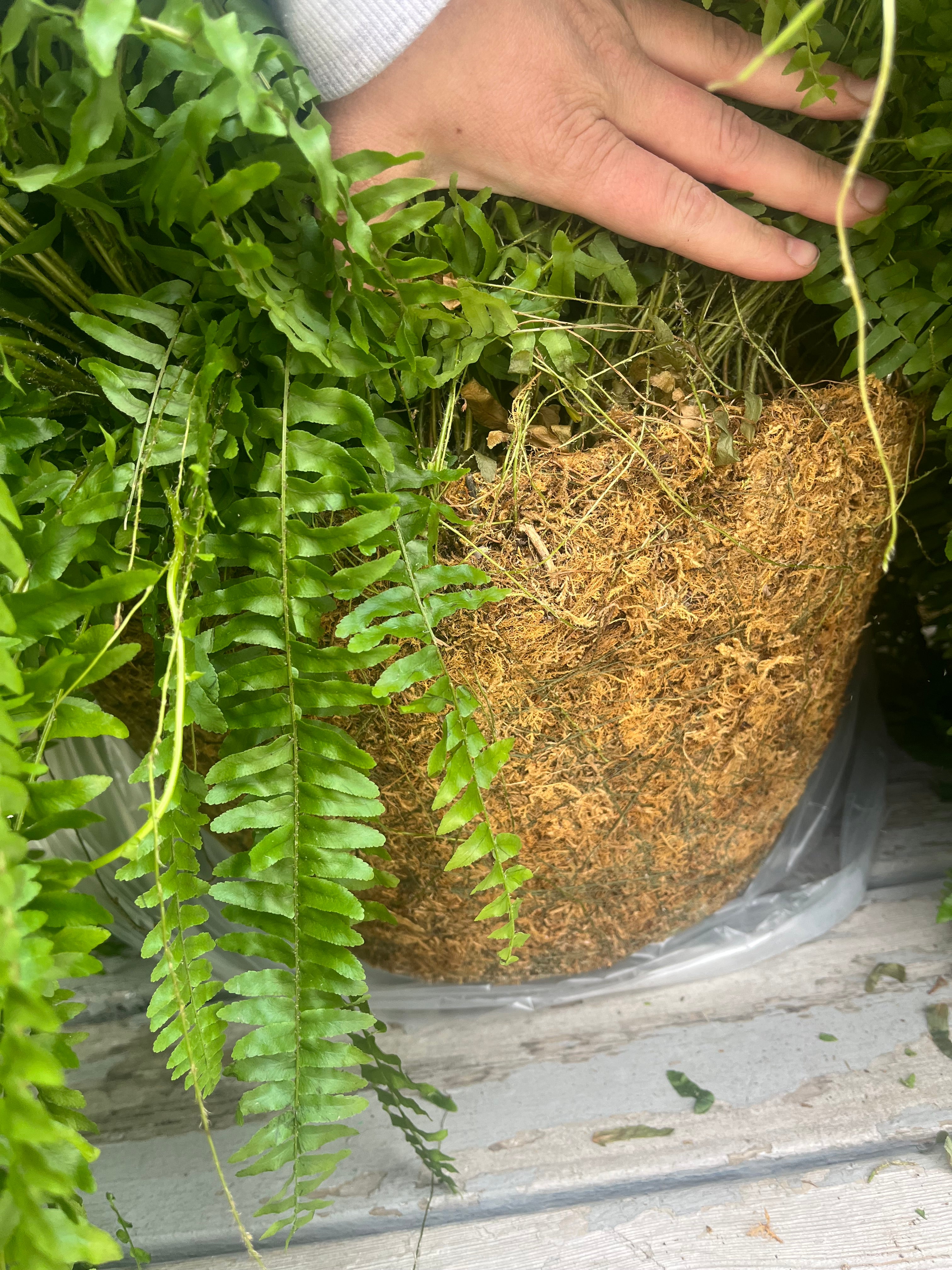 Jumbo Boston Fern