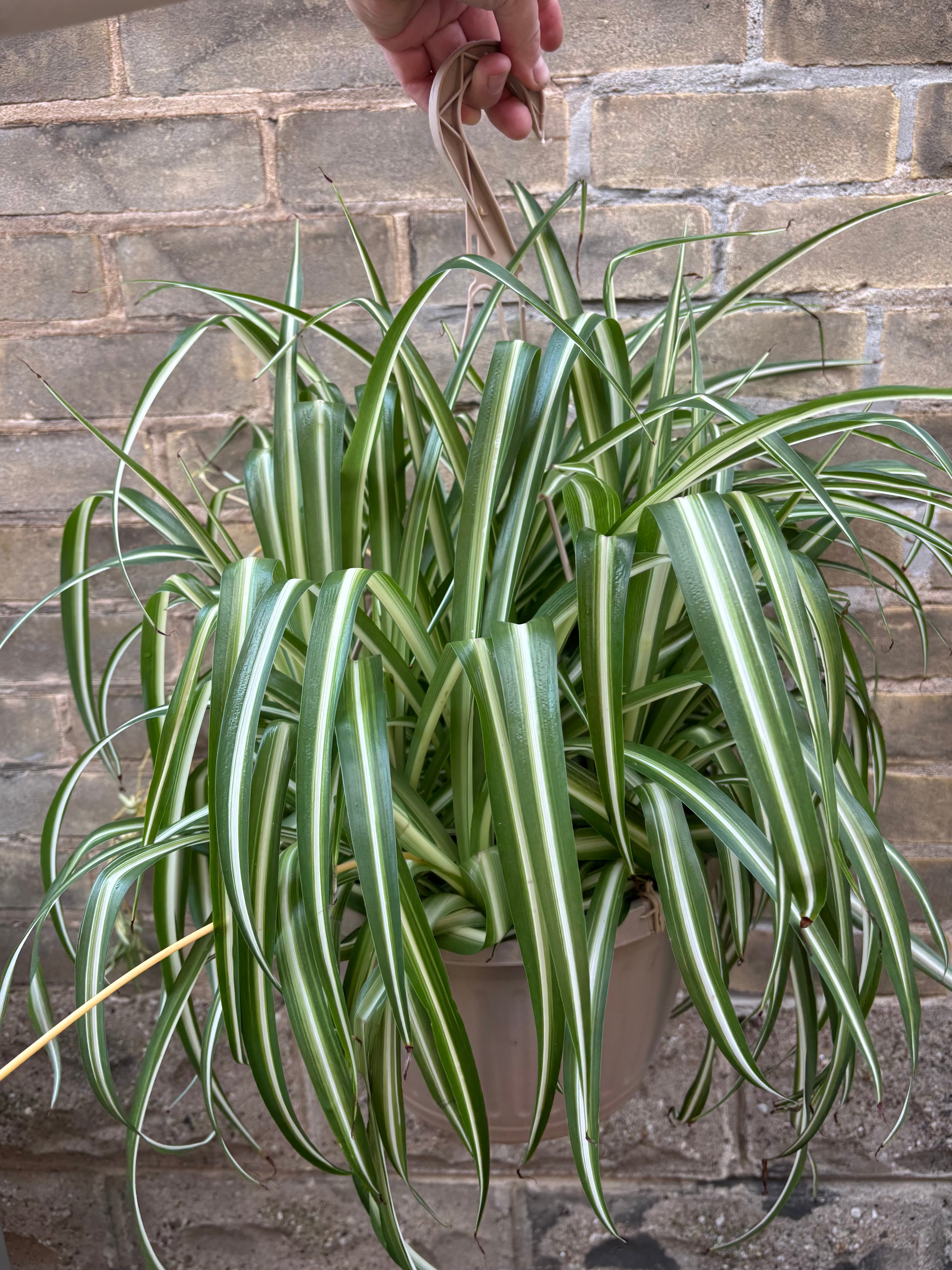 Spider Plant