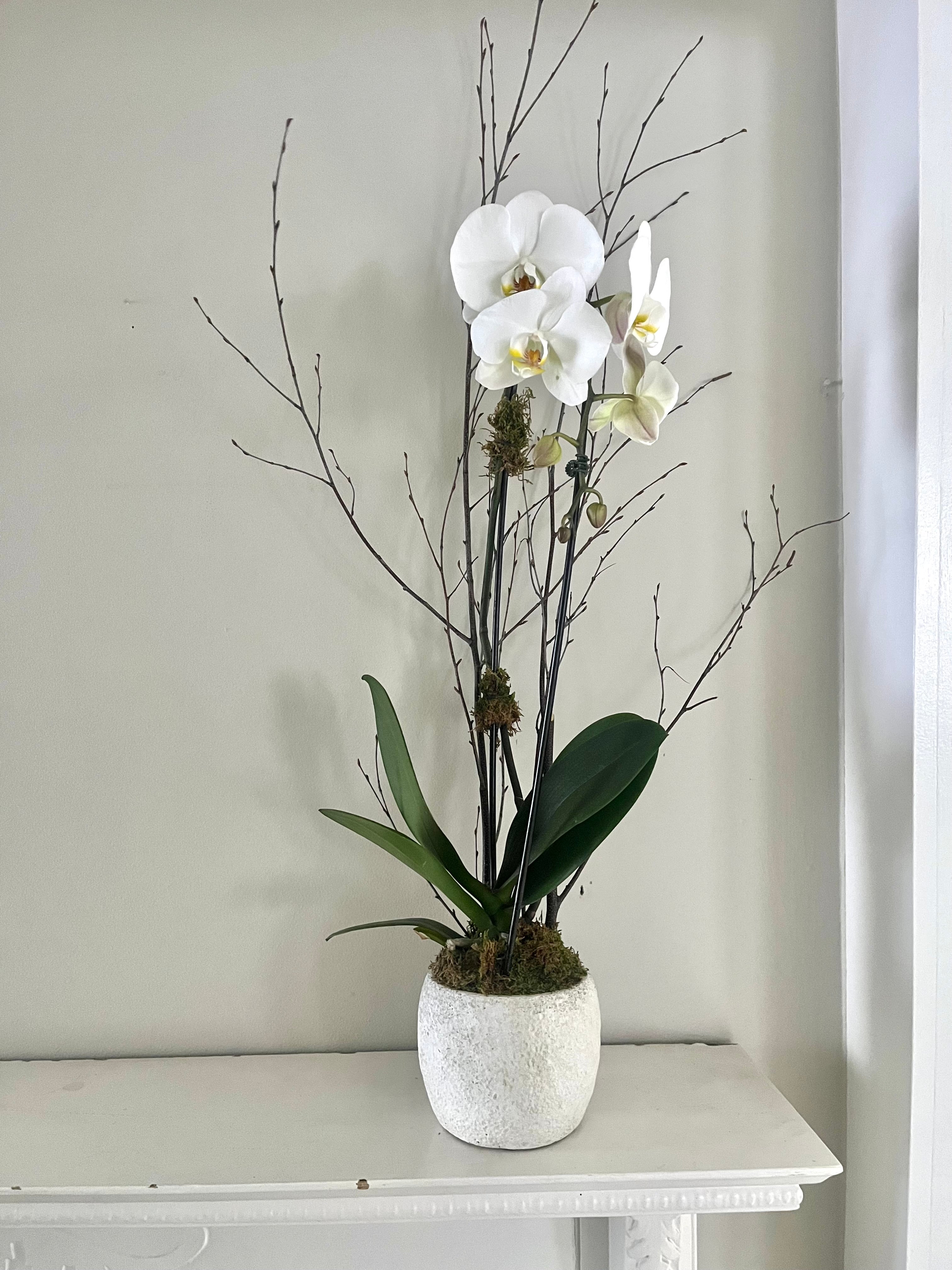 Orchid Planter