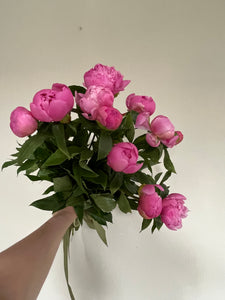 Peony Bundle