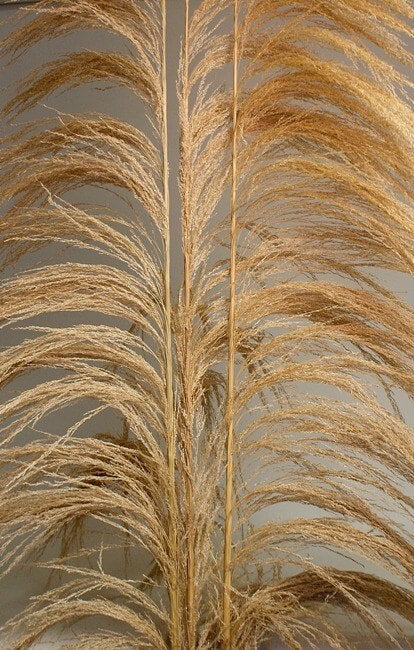 Natural Uva Grass Stalks