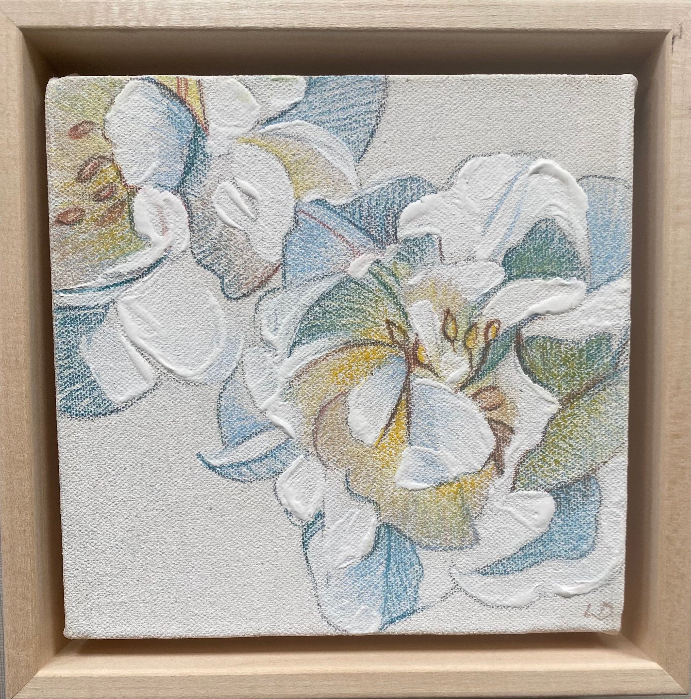 Tulip I x Laura Dick