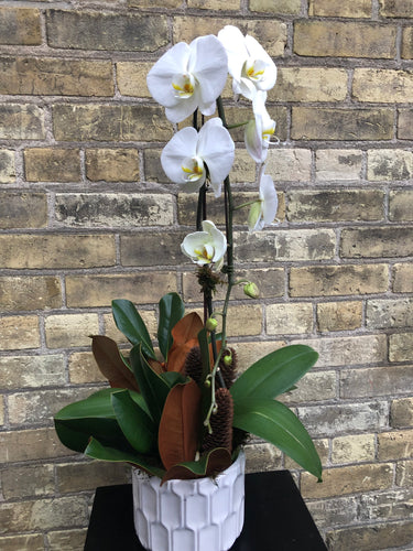 Festive Orchid Planter