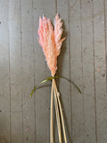 Small Pink Pampas Grass