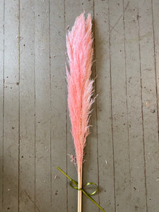 True Pink Pampas Grass