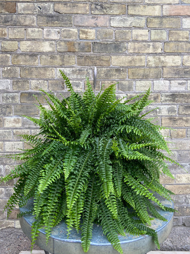 Boston Fern