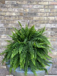 Boston Fern