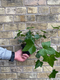 Montgomery Ivy
